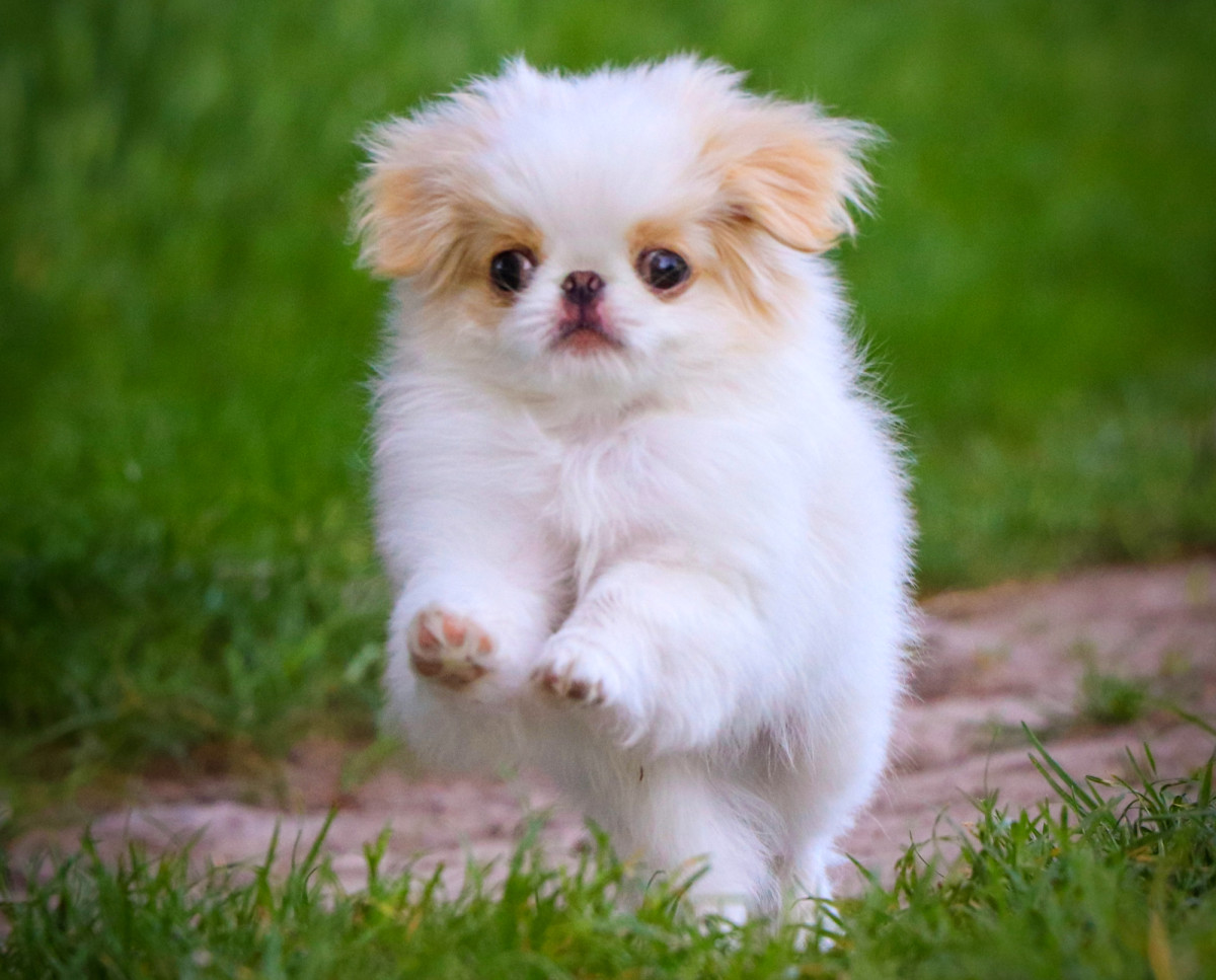 white japanese chin puppy