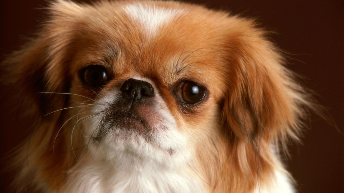 The Japanese Chin: Exploring the Traits of This Ancient and Noble Breed