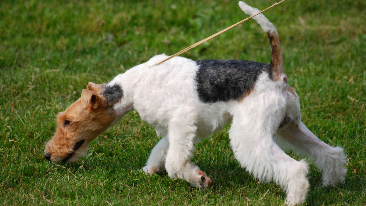 Wire Fox Terrier: A Guide to the Tenacious and Confident Breed