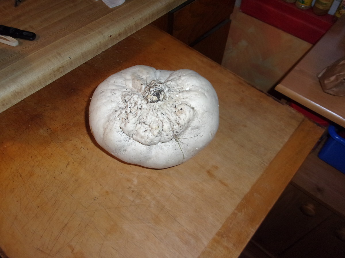 Giant Puffball Mushrooms: Foraging, Cooking, and More! - Delishably