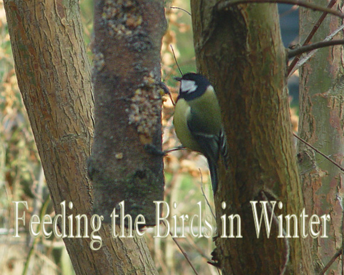 4 Easy Ways to Feed the Birds in Winter