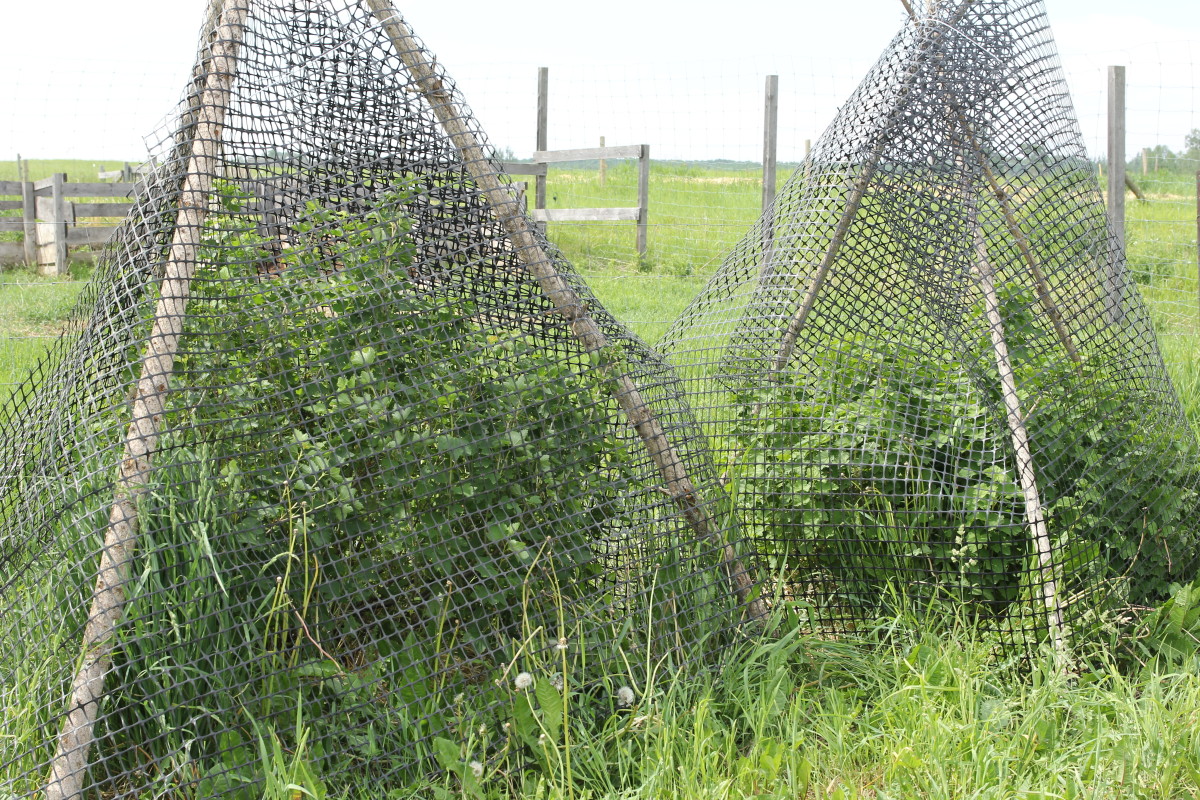 How to Build a Bird Net Teepee for Berries, Fruit, and More