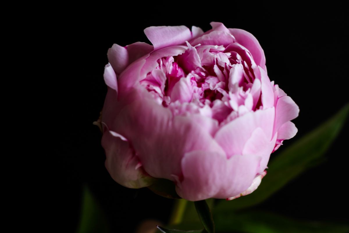 What to Do When Your Peonies Are Turning Black