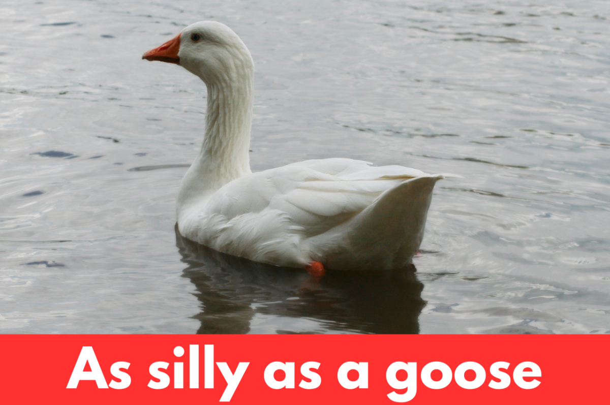As silly as a goose