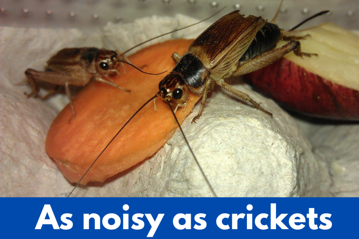 As noisy as crickets