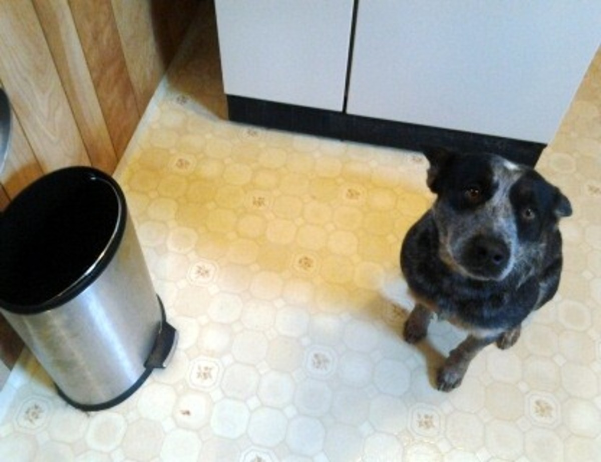 Dog Proof Your Trash Can: How to Keep His Nose Out of the Waste Bin!