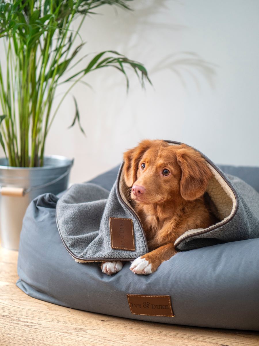 How do you keep your dog warm and calm after surgery? A cozy bed, a warm blanket, and a watchful eye.