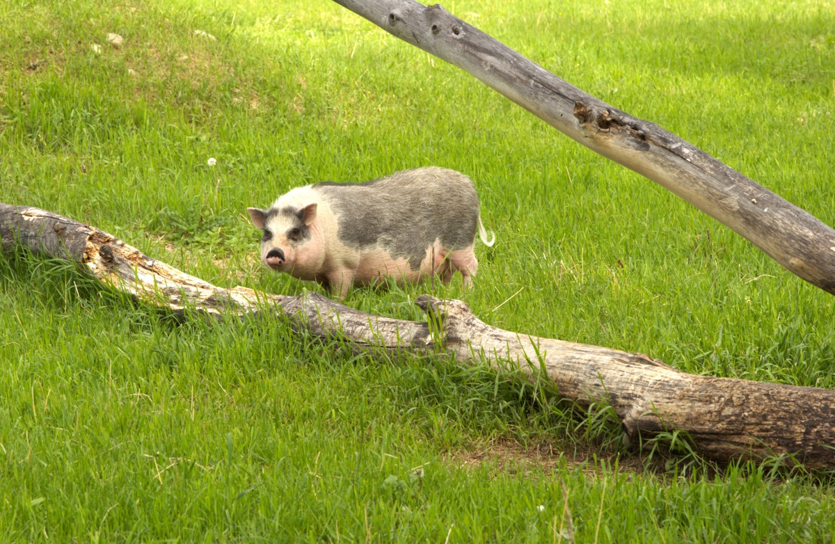 My Experience of Owning a Pet Pig PetHelpful