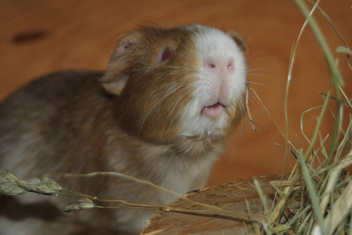 Our Experience of Owning Four Male Guinea Pigs