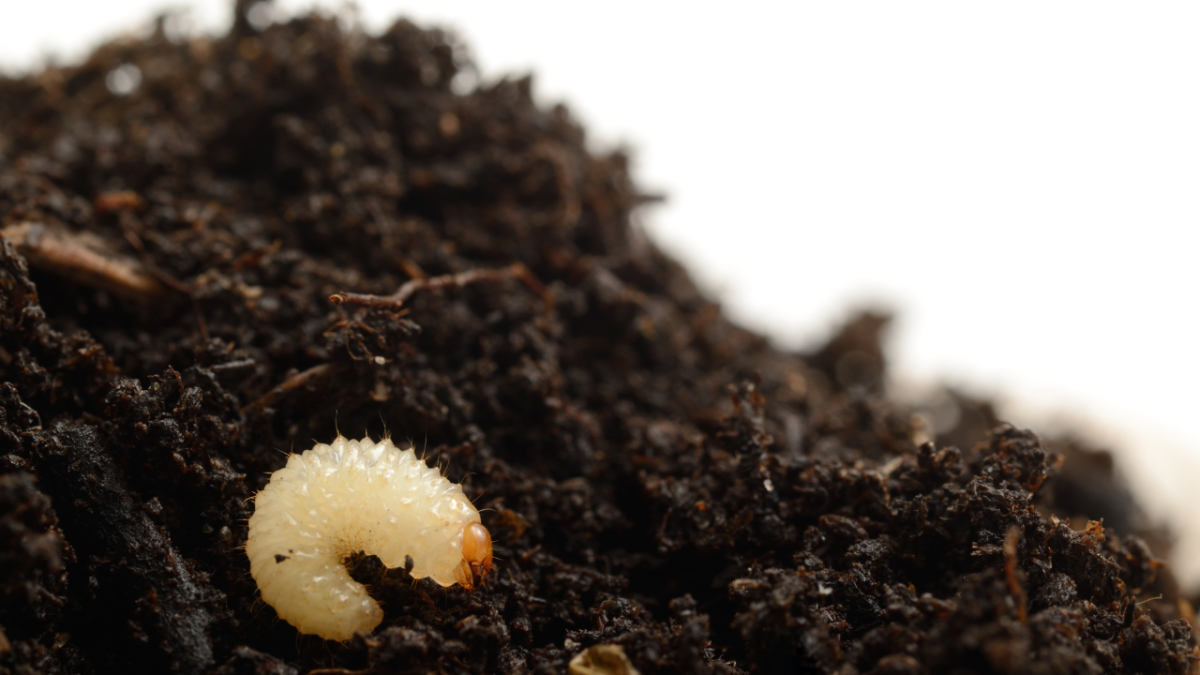 lovethegarden.com on X: In September, vine weevil grubs will be starting  to hatch. Apply BugClear™ Ultra Vine Weevil Killer to vulnerable plants,  such as fuchsias, succulents & plants in containers to give