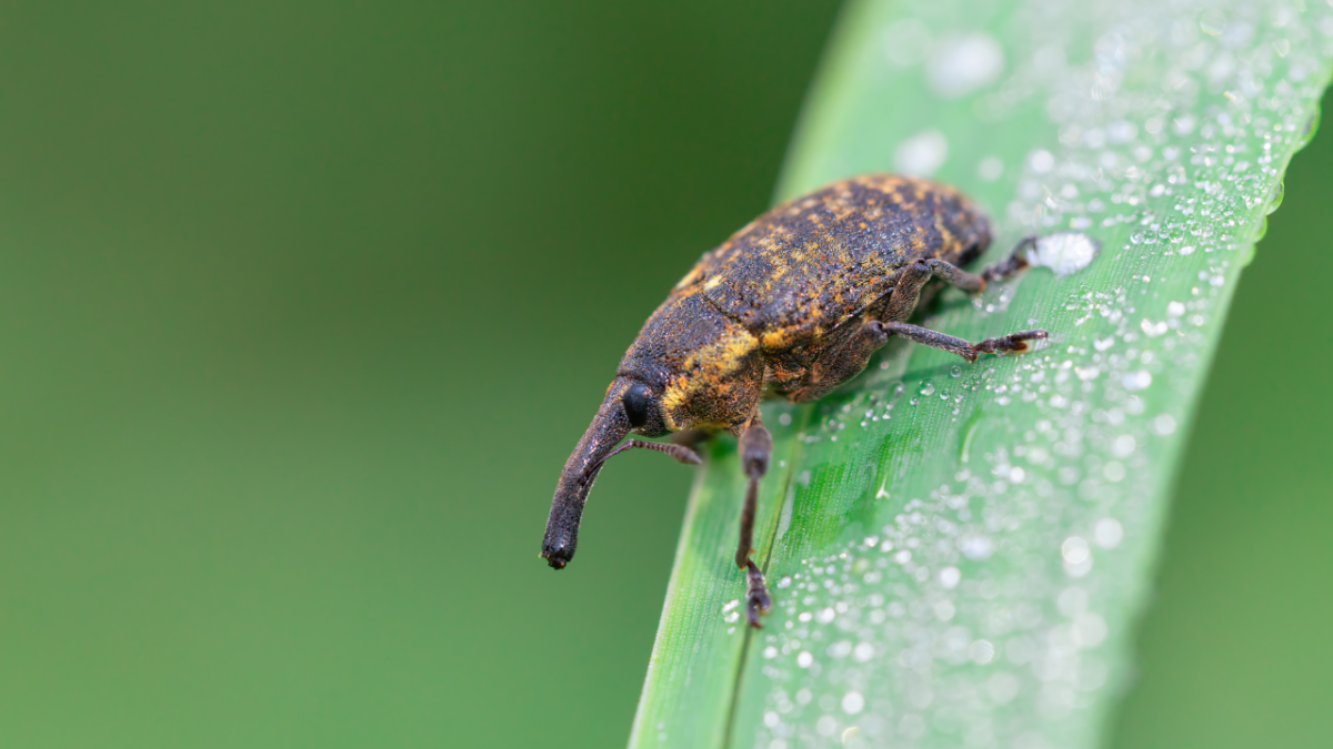 Protect Your Garden from the Vine Weevil