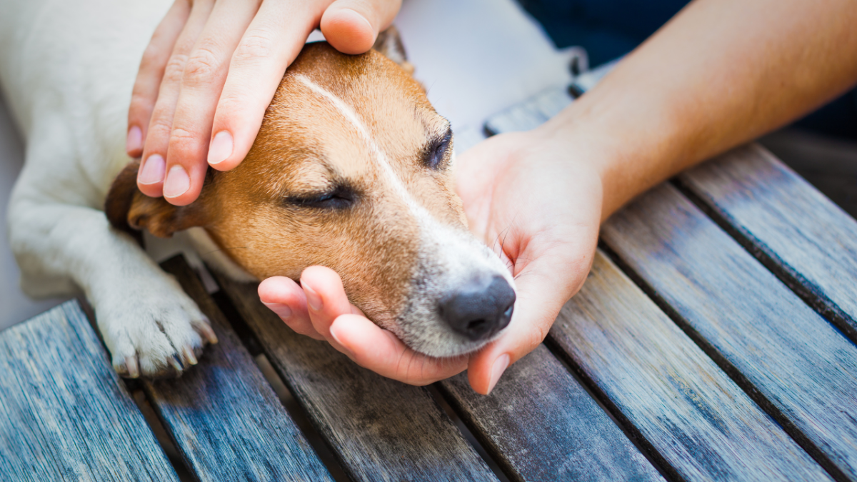 30 Behavioral Signs of Pain in Dogs