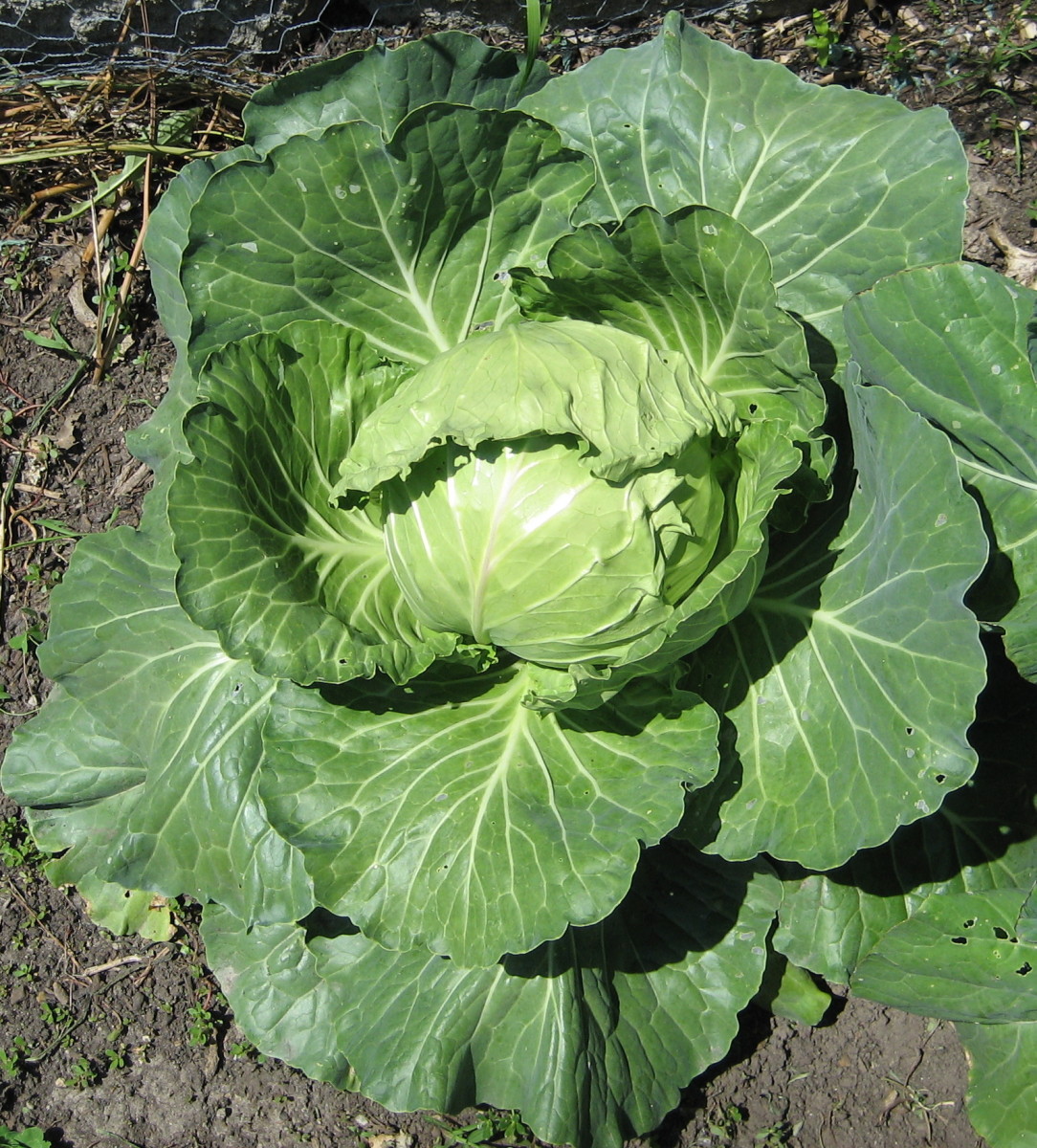 Spotlight on the Cabbage: History, Health Benefits, and Recipes
