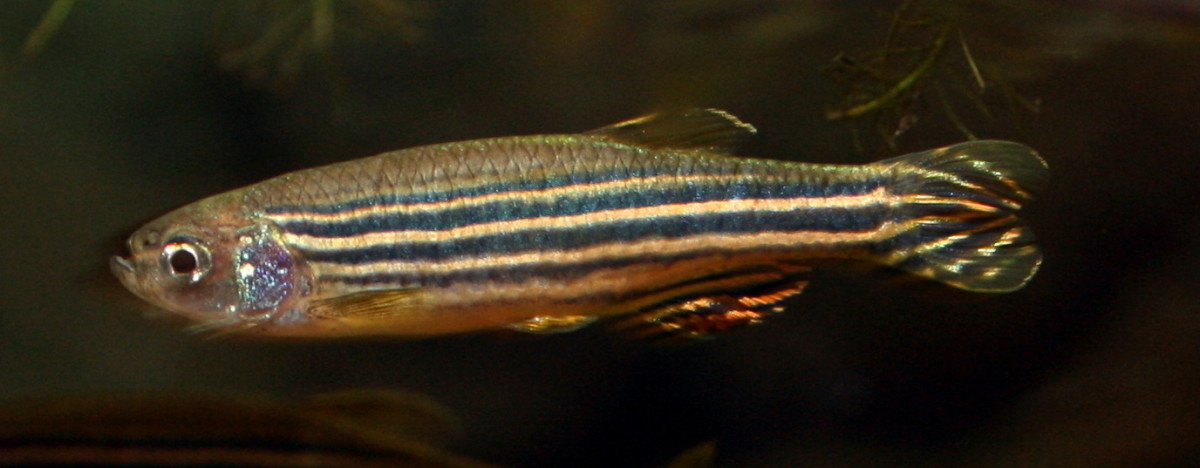 The Remarkable Role of Zebra Danio in Science