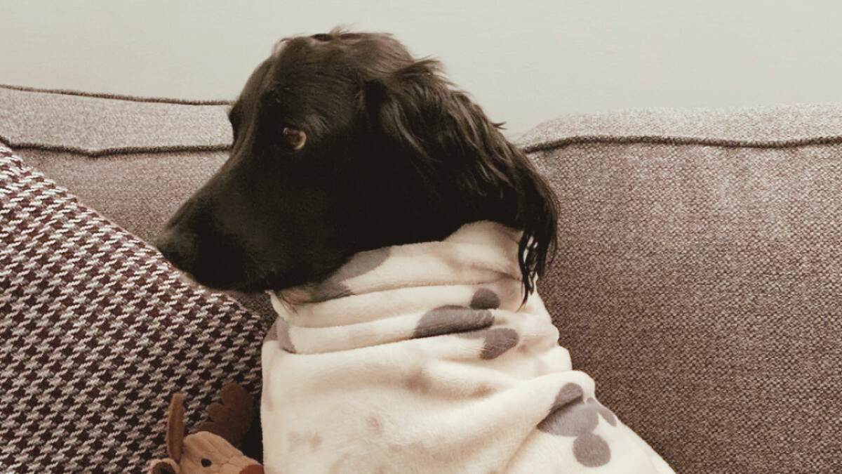 Dog Shivering After Surgery? How to Warm and Soothe