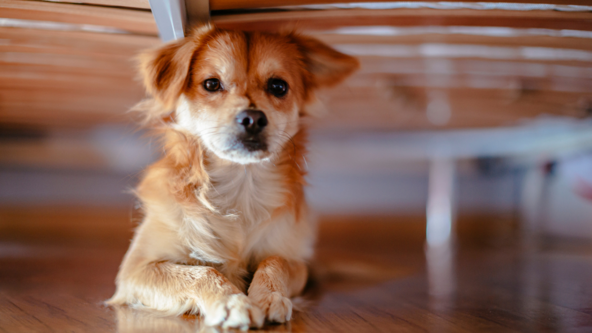 Why Is My Dog Suddenly Sleeping Under the Bed? 7 Potential Reasons