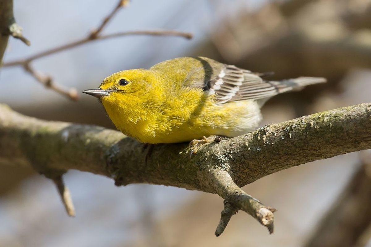 Pine Warblers of the Forests - HubPages