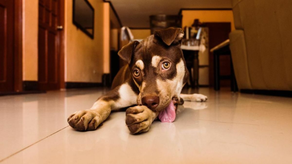Tips and Tricks to Stop Your Dog Licking Constantly