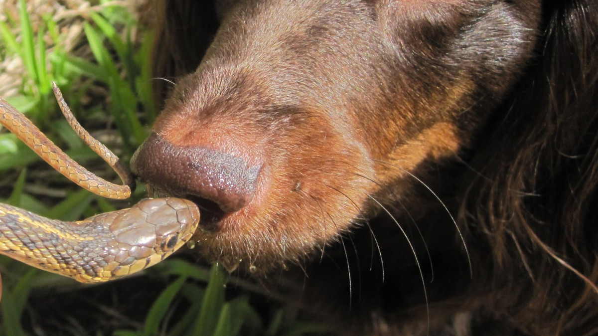 No Vet: What Should I Give My Dog for a Snake Bite?