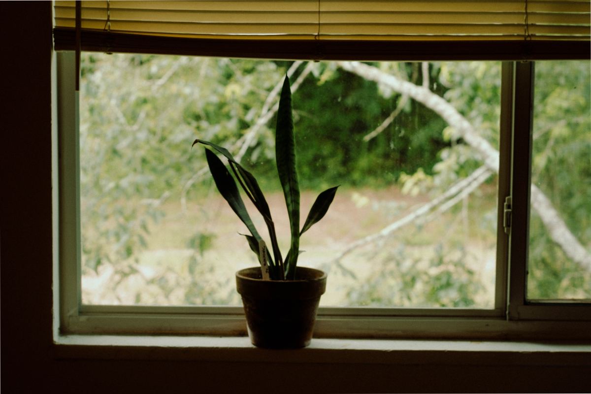 Naturally Debugging Your Houseplants Before Bringing Them Indoors