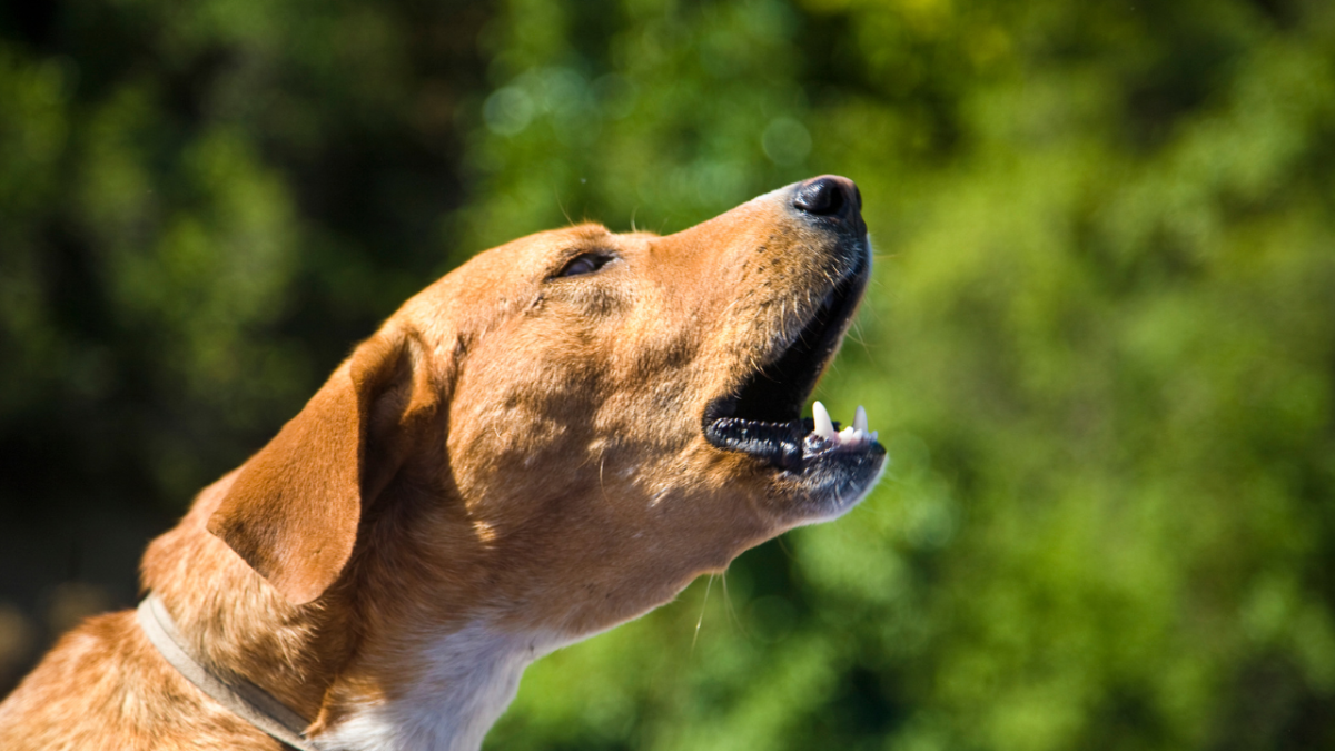 10 Canine Vocalizations: A Guide to the Different Sounds Dogs Make
