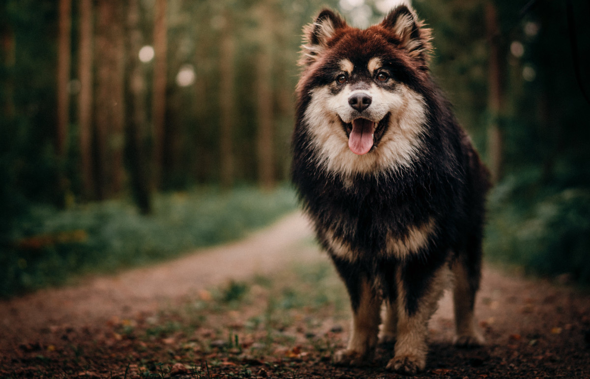 Finnish Lapphund: Thick-Coated, Distinctively Marked, and Incredibly Smart