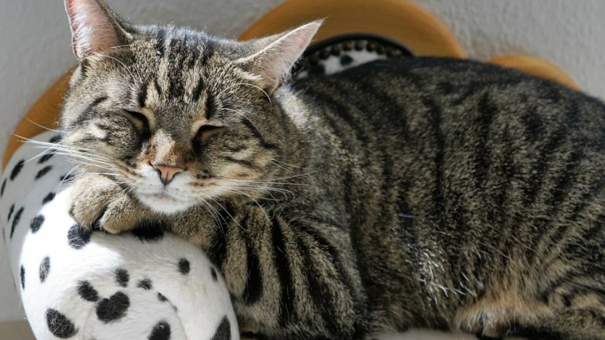 Can Cats Catch Colds, and How?
