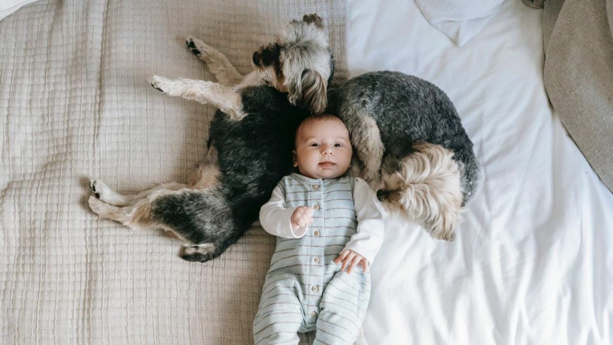 Is a Dog's Love for a Newborn Obsession or Protection?