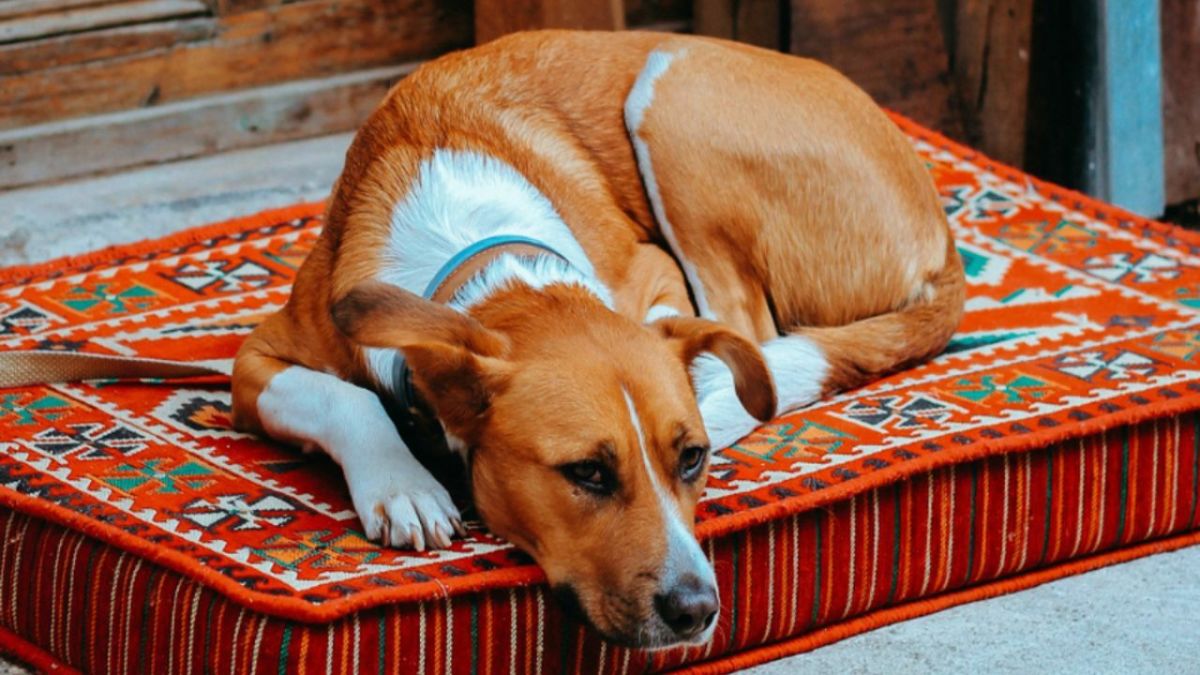 Dog sleeps in front of sale door