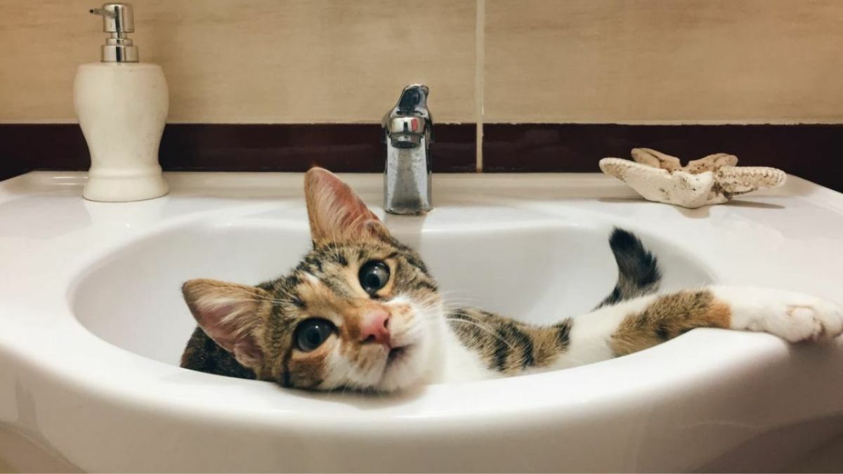 Top 5 Reasons Why Your Cat Pees in the Sink