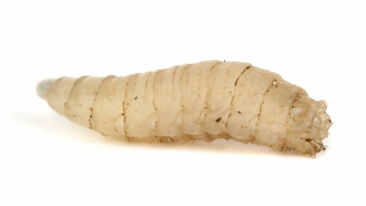 If you already have maggots inside your home, don't worry! As we will see below, there are several ways to eliminate them (quickly and effectively).