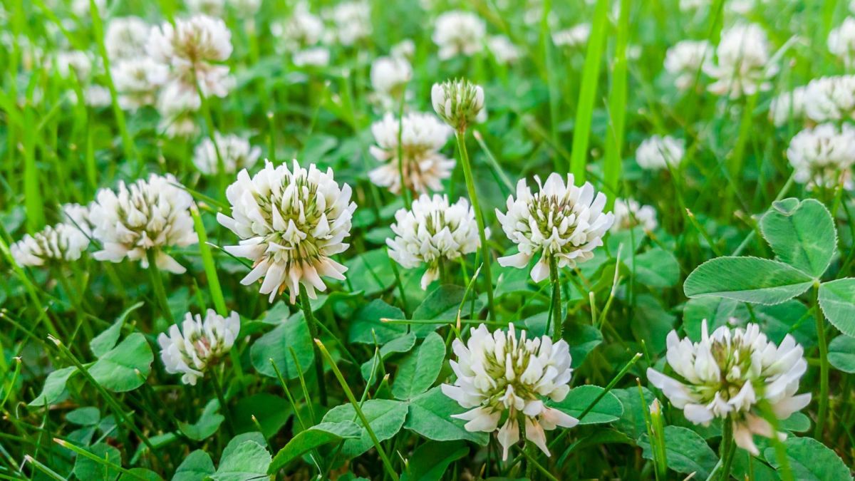 A Guide to Clover Lawns: Pros, Cons, and Tips for Care - Dengarden