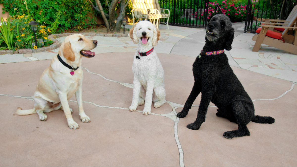 Is There an Alpha and Beta Dog Pack Hierarchy? What Really Matters When Introducing Dogs