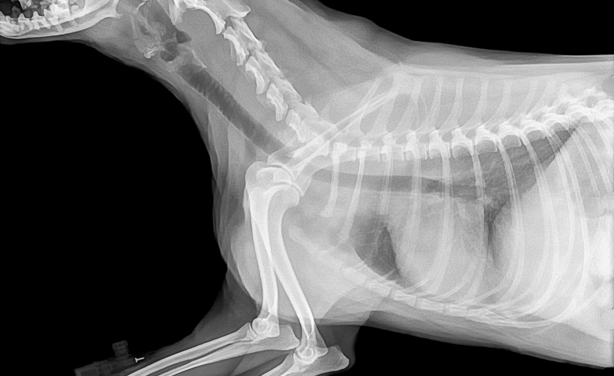 Does My Dog Need an Expensive Chest X-Ray?