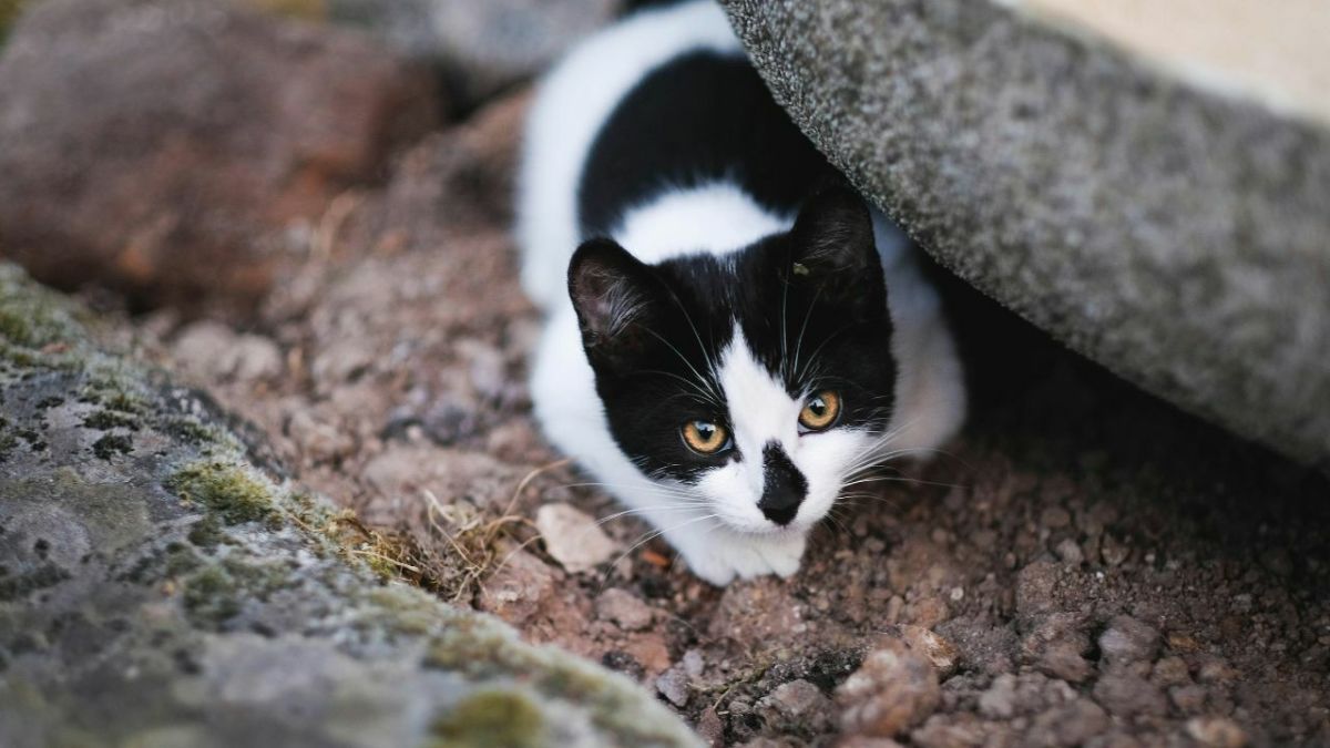 How Often Do Cats Pee? Learn What's Normal and What's Not