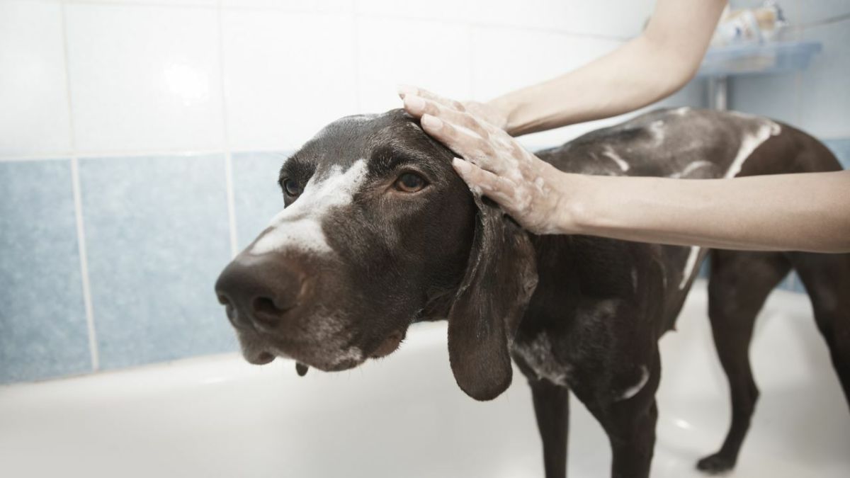 Restore Your Dog’s Hair and Shine With These Home Remedies