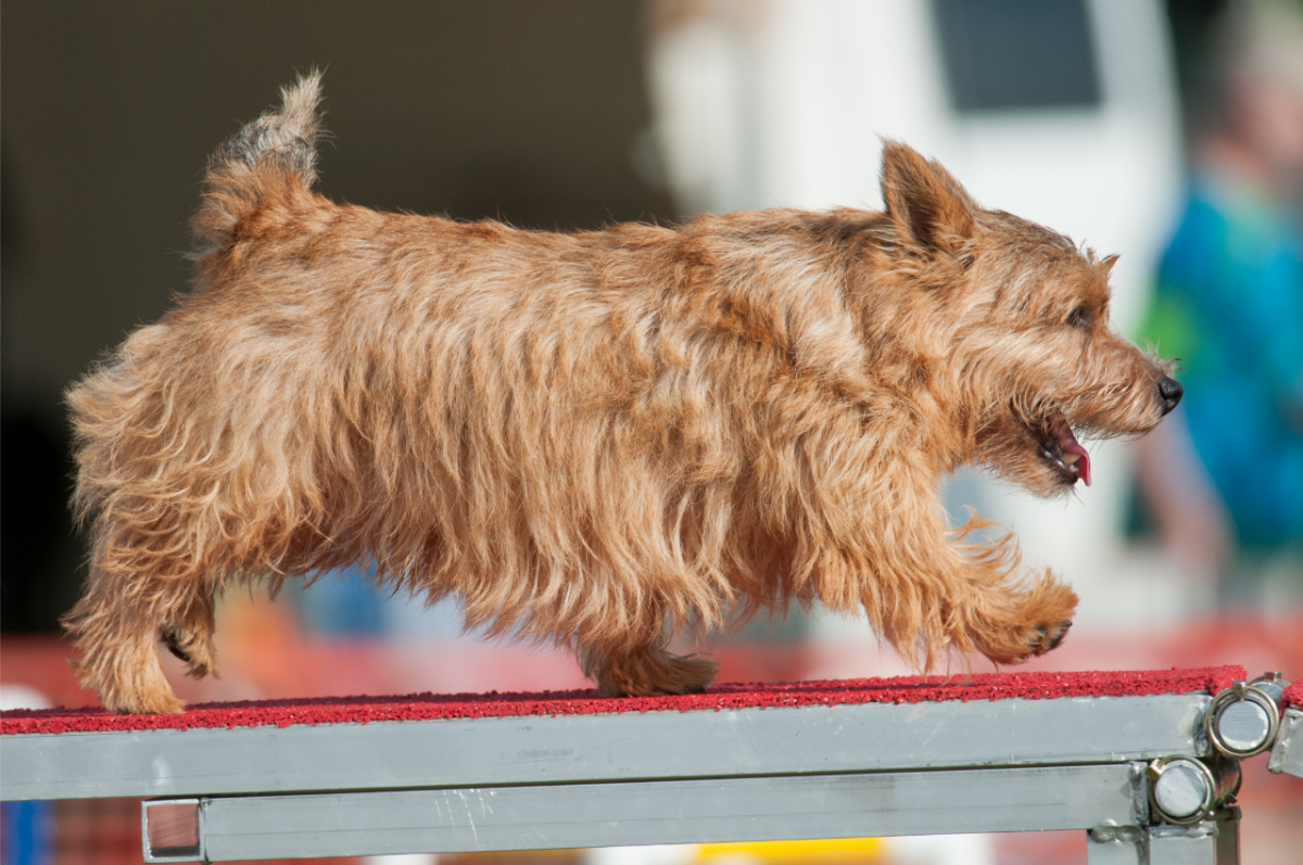 Norwich sales terrier agility