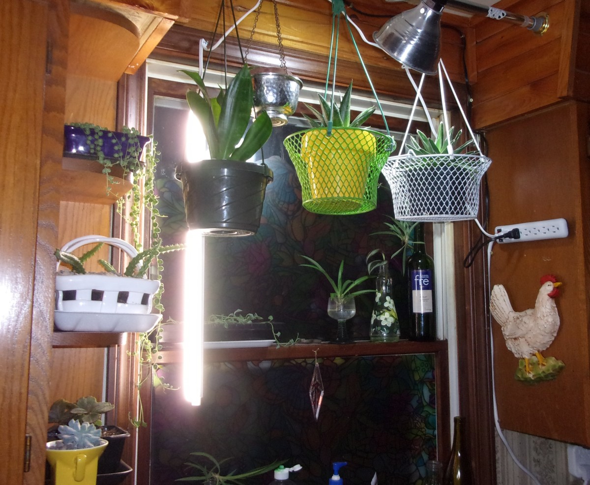 How to Set Up Good Lighting for Indoor Houseplants HubPages