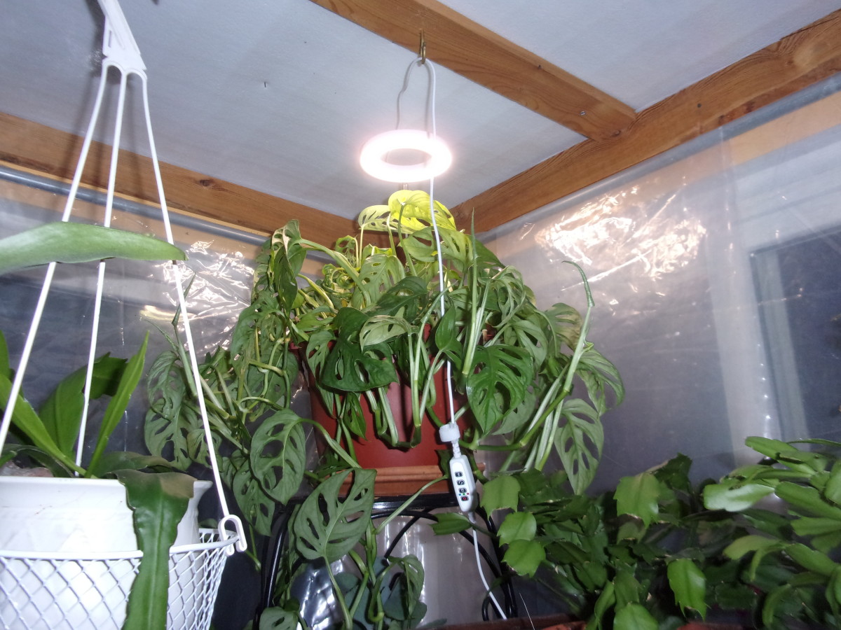 How to Set Up Good Lighting for Indoor Houseplants HubPages