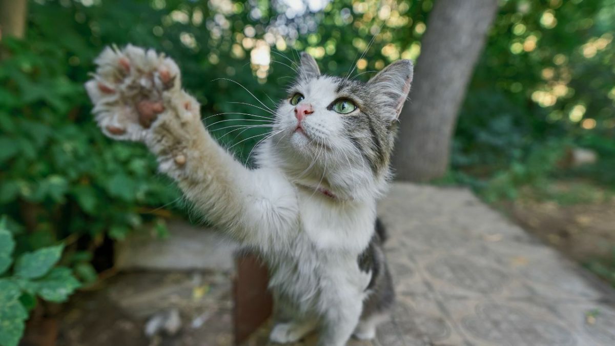 5 Natural Remedies to Soothe Your Cat's Swollen Paw