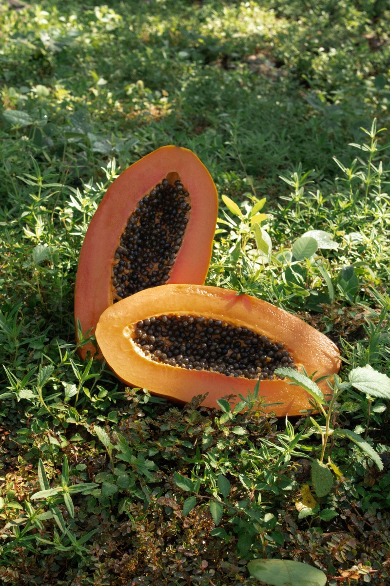 How Pawpaw Seeds Can Be Used in Different Ways