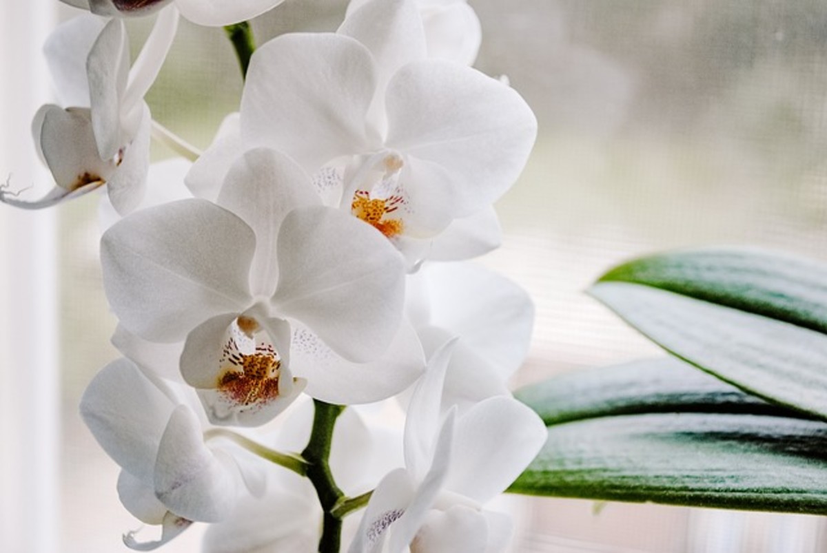 Water Culture Your Phalaenopsis Orchid
