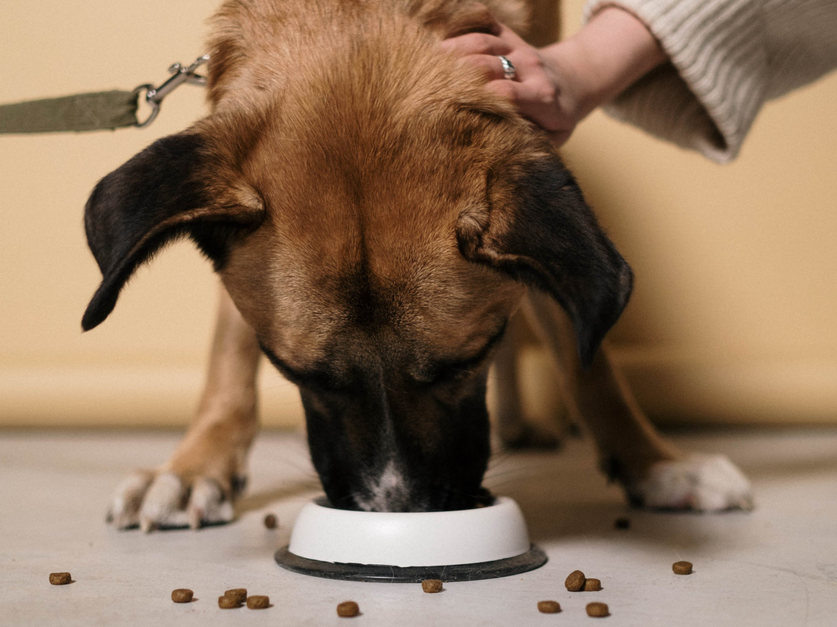 6 Ways to Care for a Dog Dry Heaving at Home PetHelpful