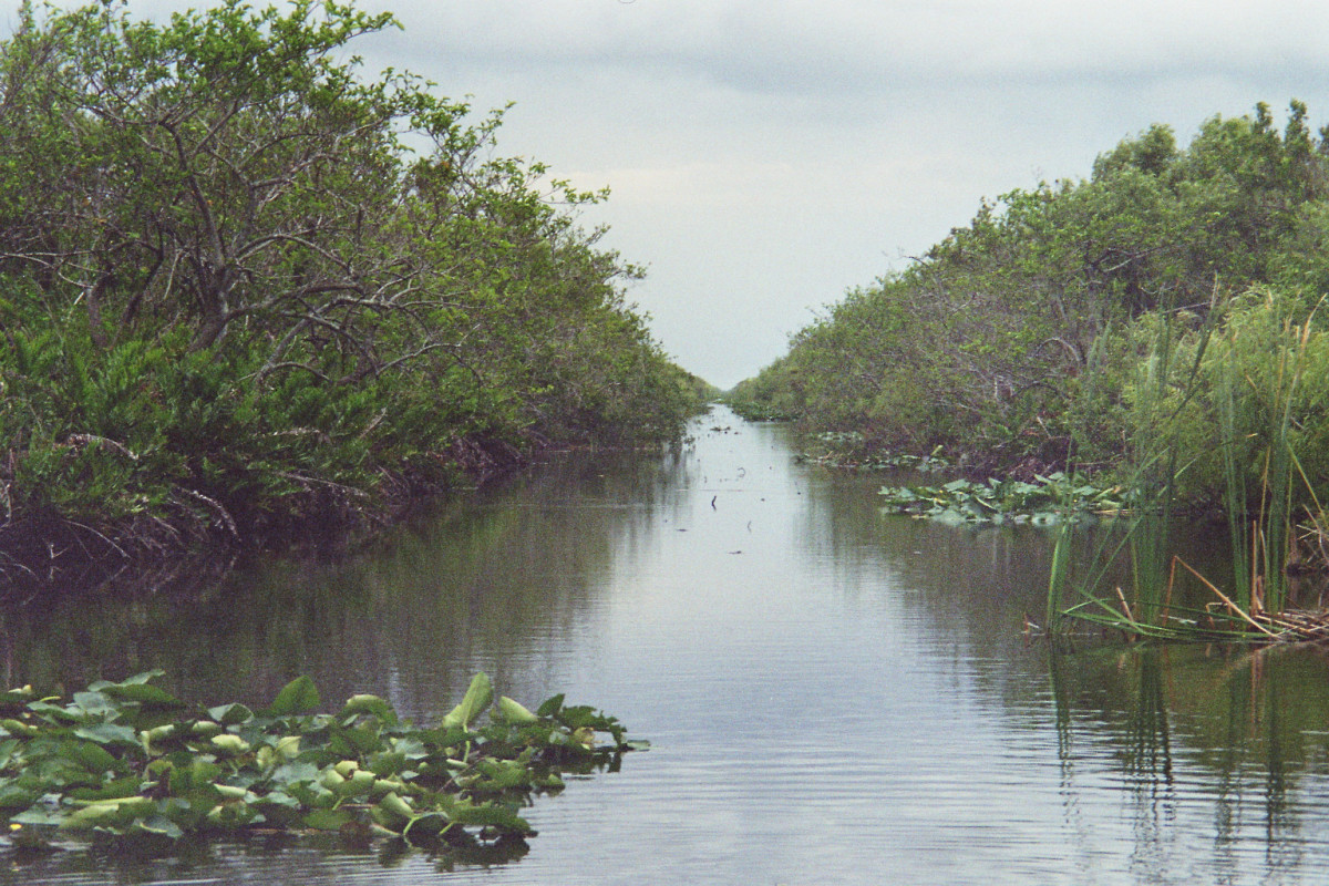 Everglades Bass on L-28 Canal