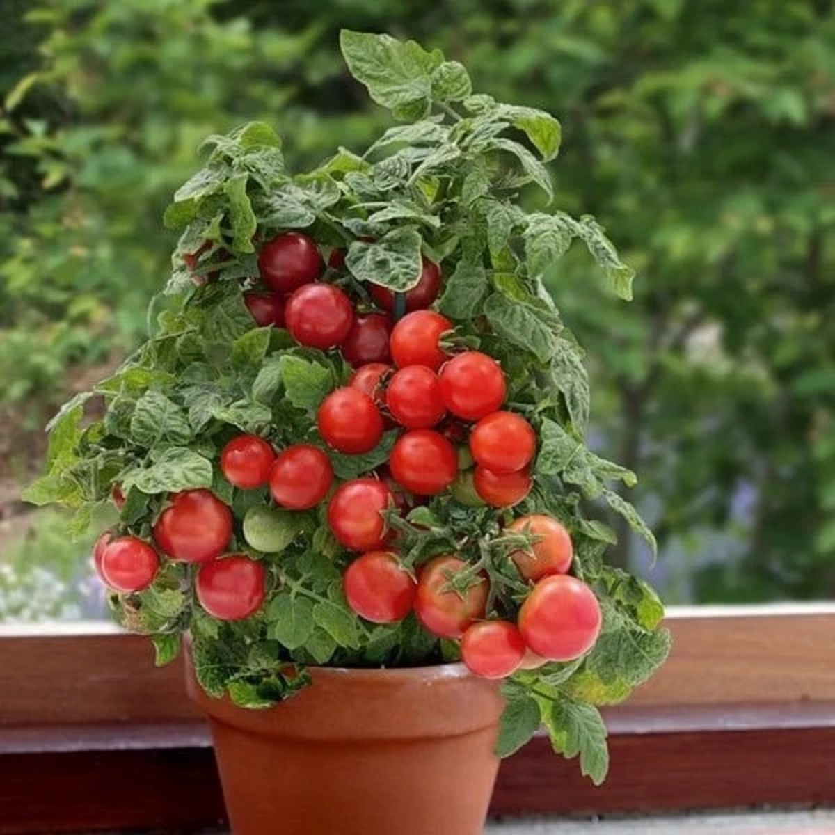 Growing Vegetables In Your Own Window Sill Garden