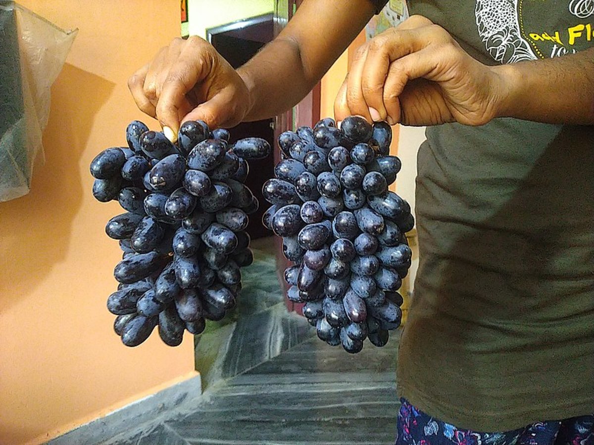 When Grapes Are Sour HubPages