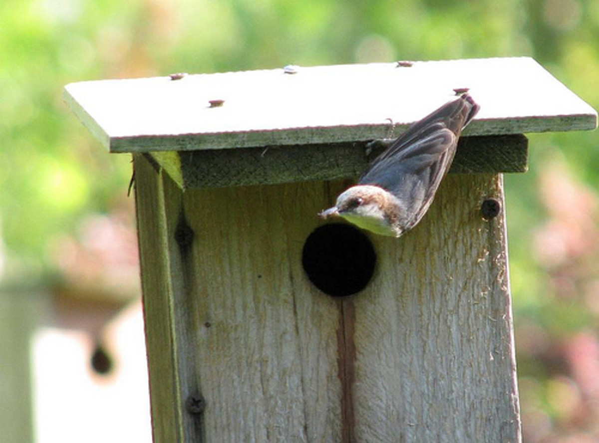 Brown-Headed Nuthatch of the Southeastern U.S. - HubPages