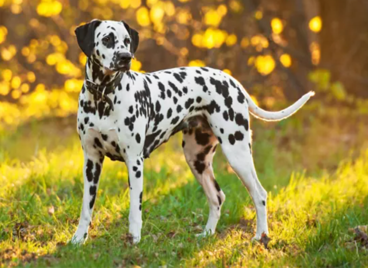 11 Budget Friendly Dog Breeds In India - HubPages