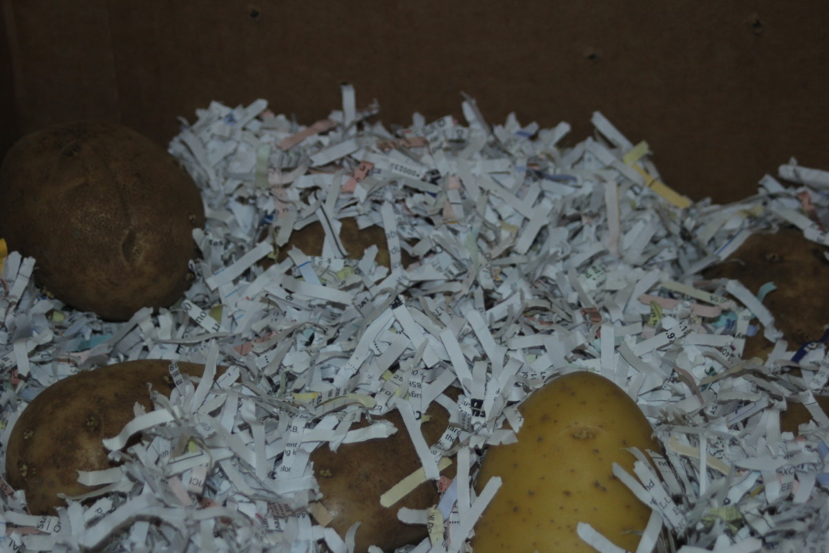 How to Dig and Store Bulbs to Plant Again … and Again Dengarden