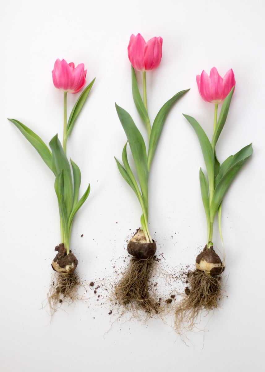 How to Dig and Store Bulbs to Plant Again … and Again Dengarden